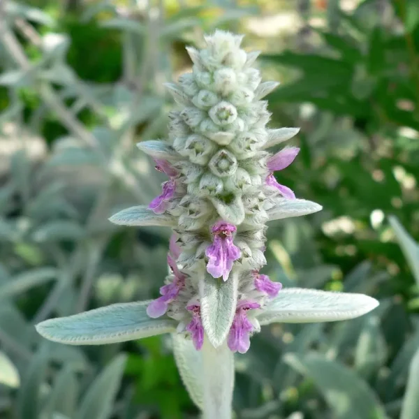 Stachys byzantina