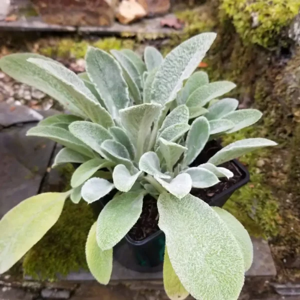 Stachys byzantina 2 litre