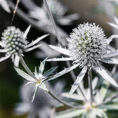 <em>Eryngium planum</em> 'Silver Salentino'