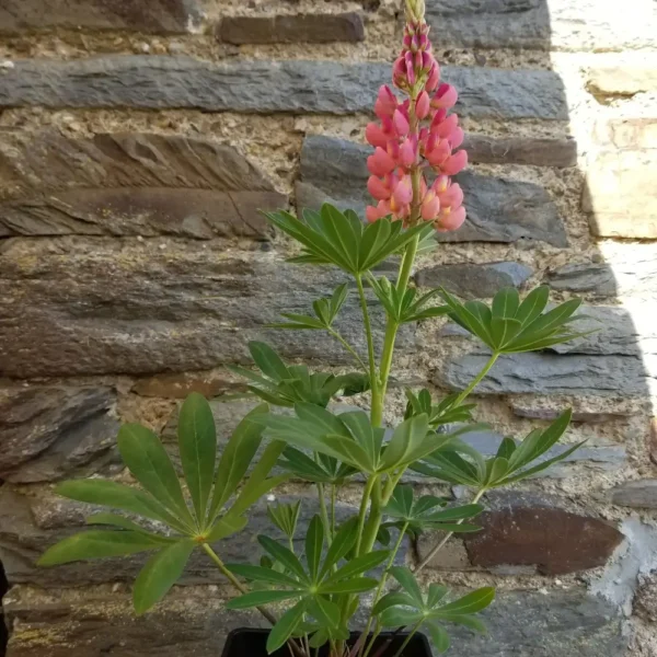 Lupin 'Gallery Pink' 2 litre container
