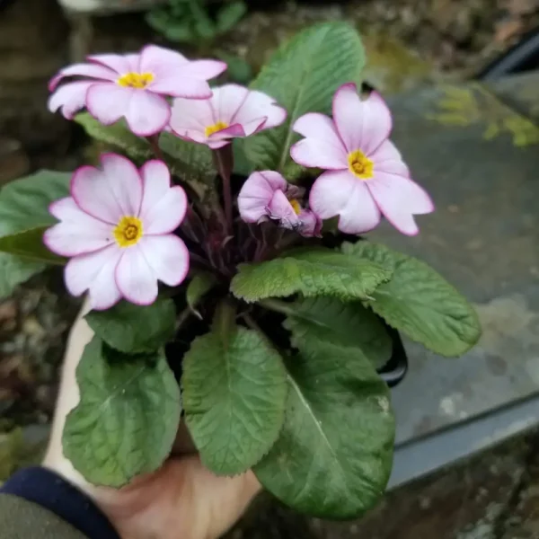 Primula 'Tinkerbell' 9cm