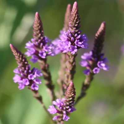 <em>Verbena hastata</em>