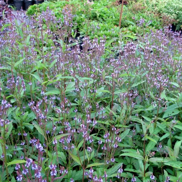 Verbena hastata