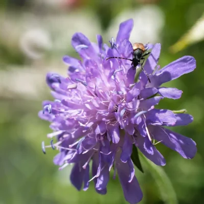 <em>Knautia macedonica</em> 'Melton Pastels'