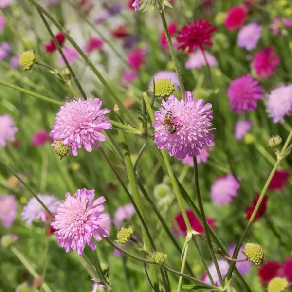 Knautia macedonica 'Melton Pastels'