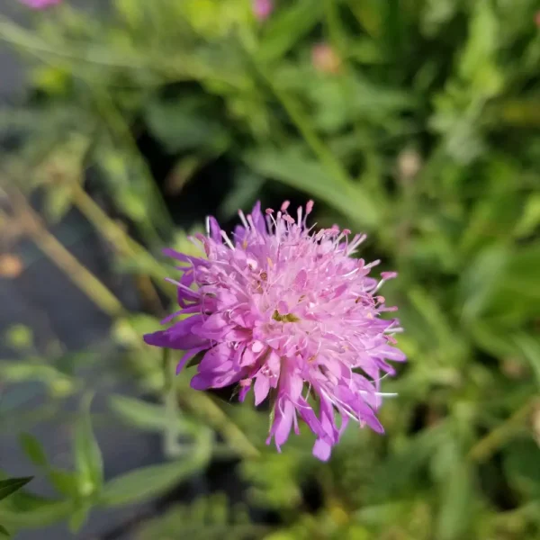 Knautia 'Melton Pastels'