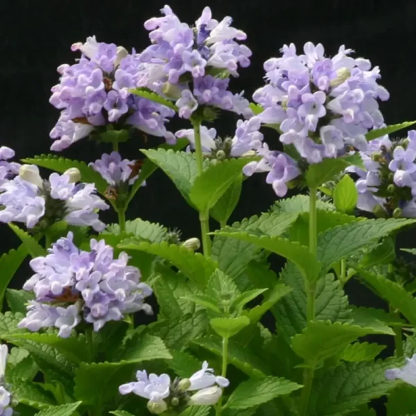 Nepeta subsessilis 'Blue Panther'