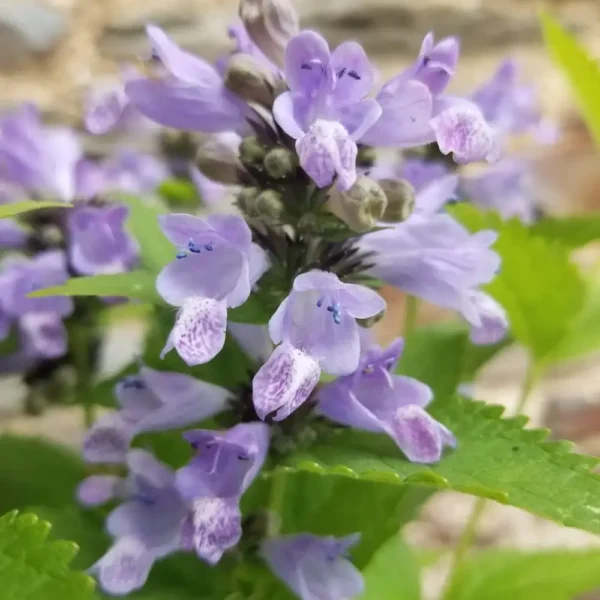 Nepeta subsessilis 'Blue Panther'