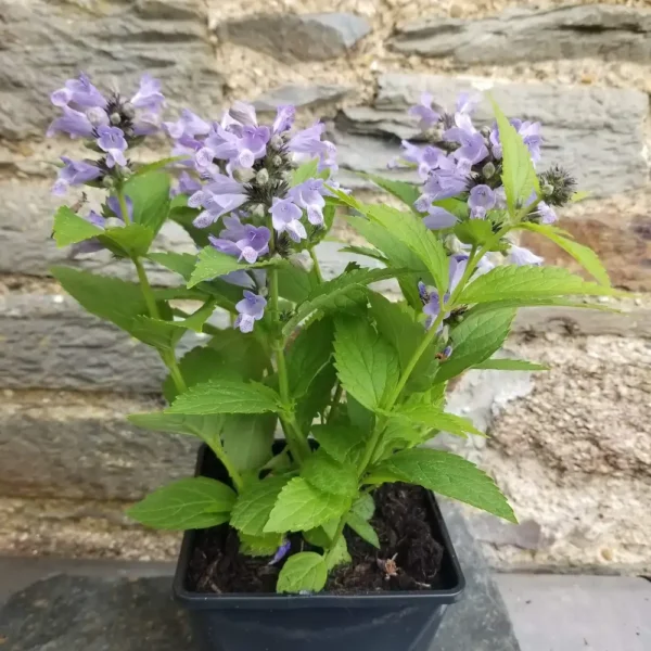 Nepeta subsessilis 'Blue Panther', 2 litre container