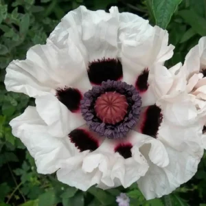 Papaver orientale 'Checkers'