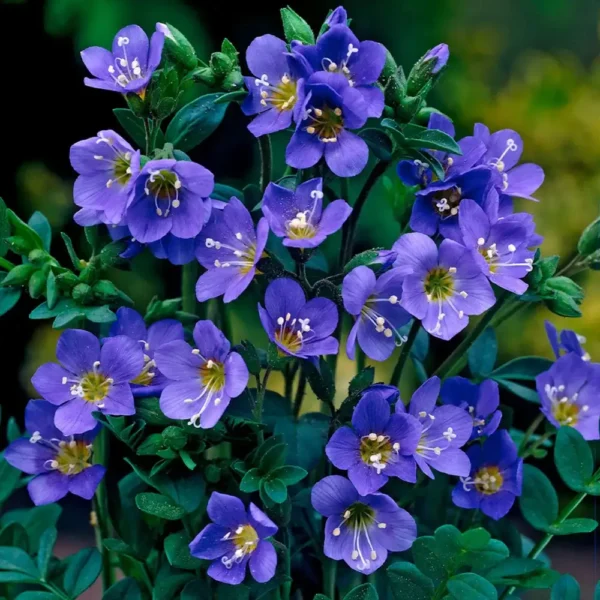 Polemonium pulcherricum 'Blue Pearl'