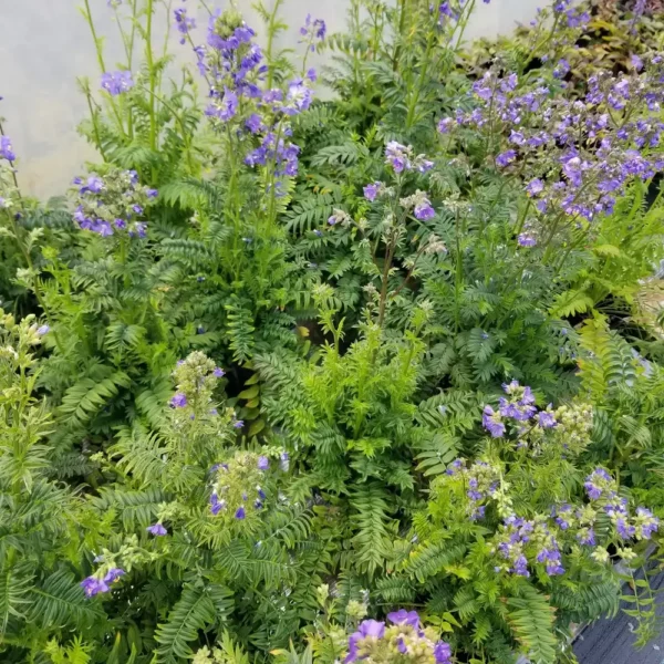 Polemonium pulcherricum 'Blue Pearl'