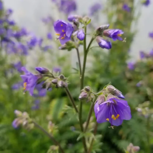 Polemonium pulcherricum 'Blue Pearl'