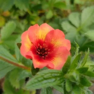 Potentilla nepalensis 'Miss Willmott'