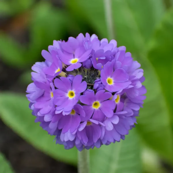 Primula denticulata