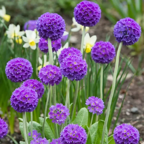 Primula denticulata