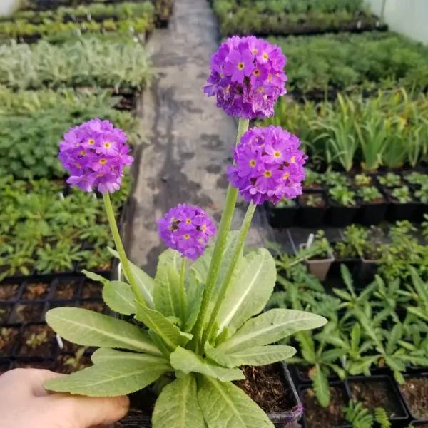 Primula denticulata 2 litre container