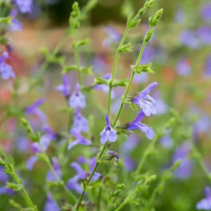 Salvia 'African Skies'