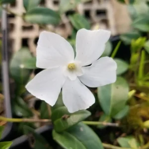 Vinca minor 'Alba'