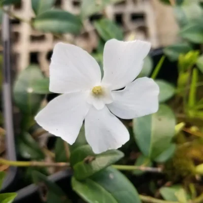 <em>Vinca minor</em> 'Alba'