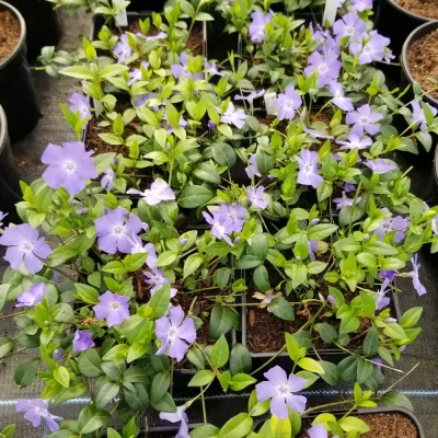 <em>Vinca minor</em>