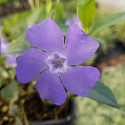 <em>Vinca minor</em> 'Blue Drift'