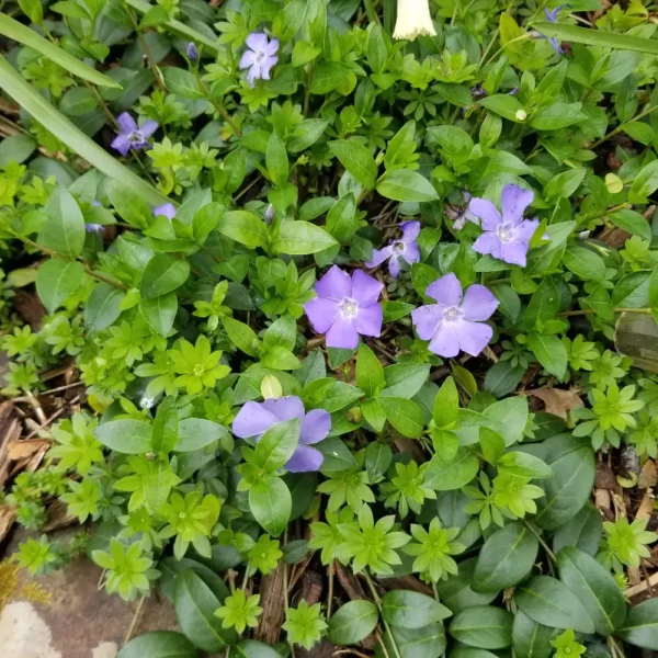 Vinca minor 'Blue Drift'