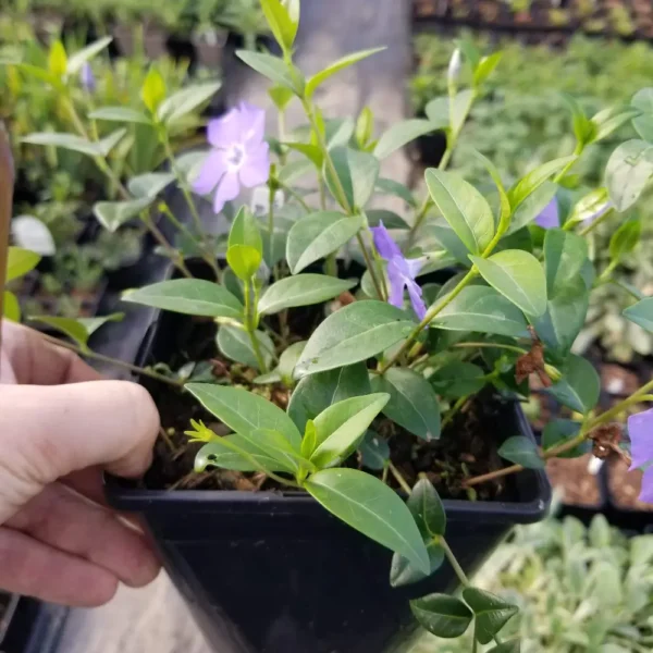 Vinca minor 'Blue Drift', 2 litre container