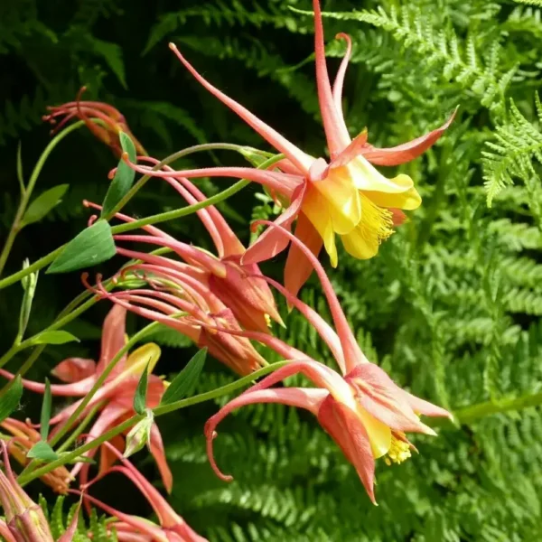 Aquilegia skinneri 'Tequila Sunrise'