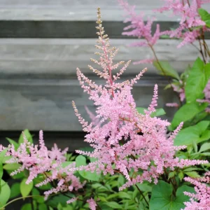 Astilbe x 'Lilac'