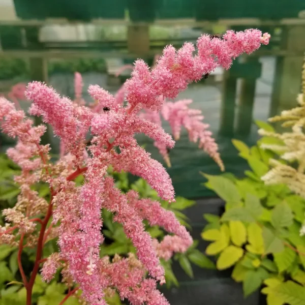 Astilbe x 'Lilac'