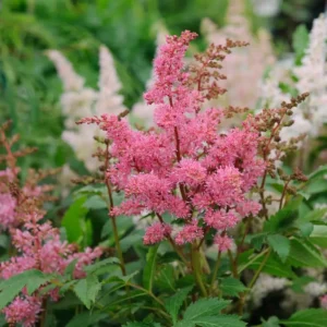 Astilbe x 'Lilac'