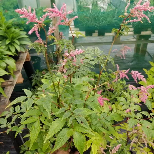 Astilbe x 'Lilac', 2 litre container