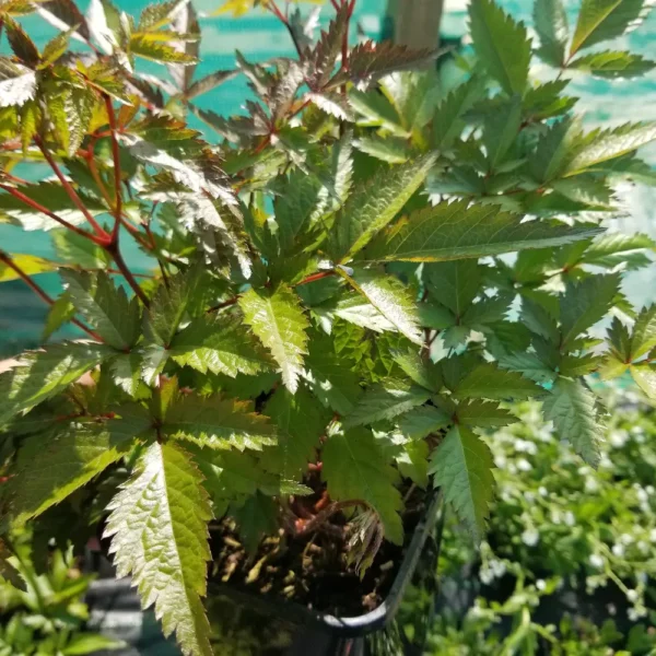 Astilbe 'Lilac', 2 litre container