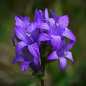 Campanula glomerata