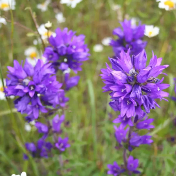 Campanula glomerata