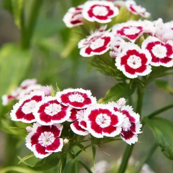 Dianthus deltoides