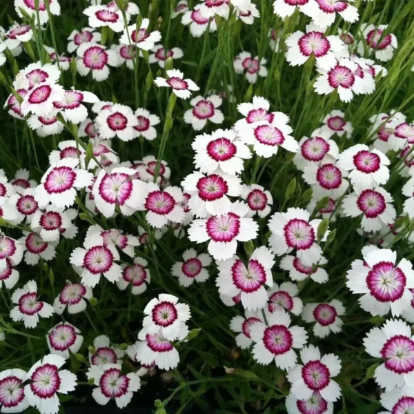 Dianthus deltoides