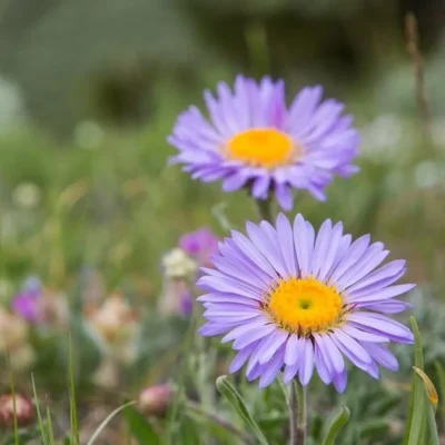 <em>Erigeron speciosus</em> 'Azure Fairy'