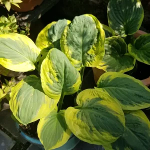 Hosta 'Carnival'