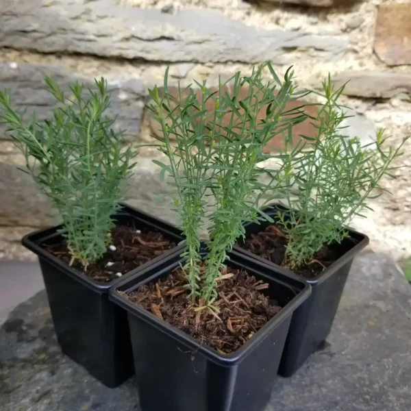 Linum perenne, 9cm containers