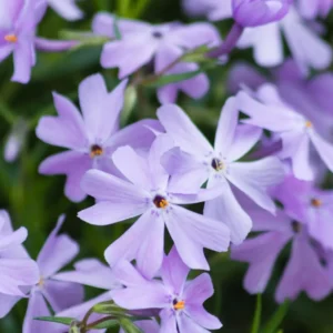 Phlox subulata 'Emerald Cushion'