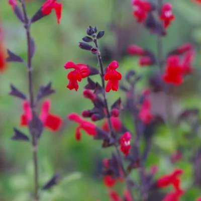 <em>Salvia</em> 'Royal Bumble'