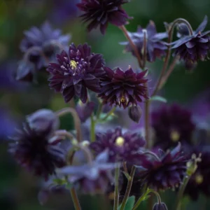 Aquilegia vulgaris 'Black Barlow'