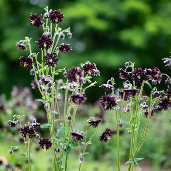 Aquilegia vulgaris 'Black Barlow'