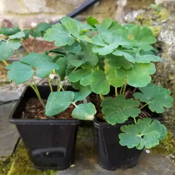 Aquilegia vulgaris 'Black Barlow', 1 litre containers