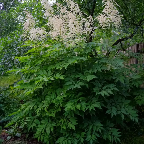 Aruncus dioicus