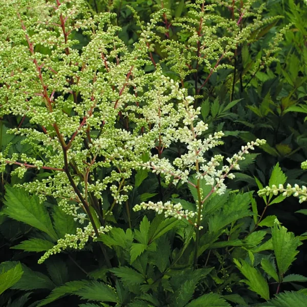 Astilbe 'Avalanche'