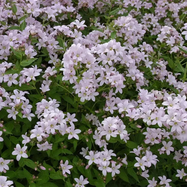 Campanula lactiflora 'Loddon Anna'