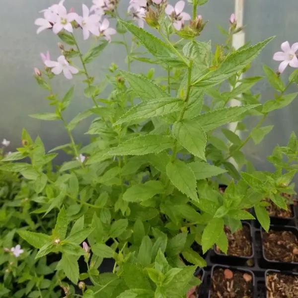 Campanula lactiflora 'Loddon Anna', 2 litre container